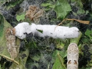 홍박농원님의 자유주제 · 자유게시판 작성글 사진