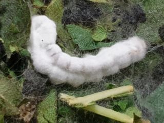 홍박농원님의 자유주제 · 자유게시판 작성글 사진