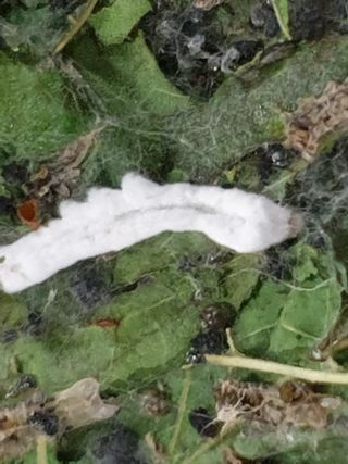 홍박농원님의 자유주제 · 자유게시판 작성글 사진