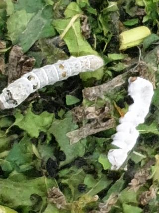 홍박농원님의 자유주제 · 자유게시판 작성글 사진