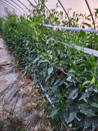 윤정숙님의 고추 · 영농일지 작성글 사진