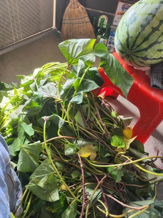 윤정숙님의 고추 · 영농일지 작성글 사진