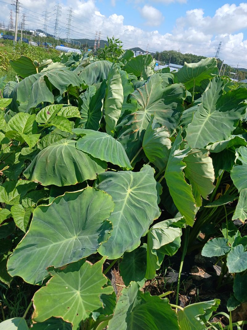 장터 상품 [토란] 썸네일