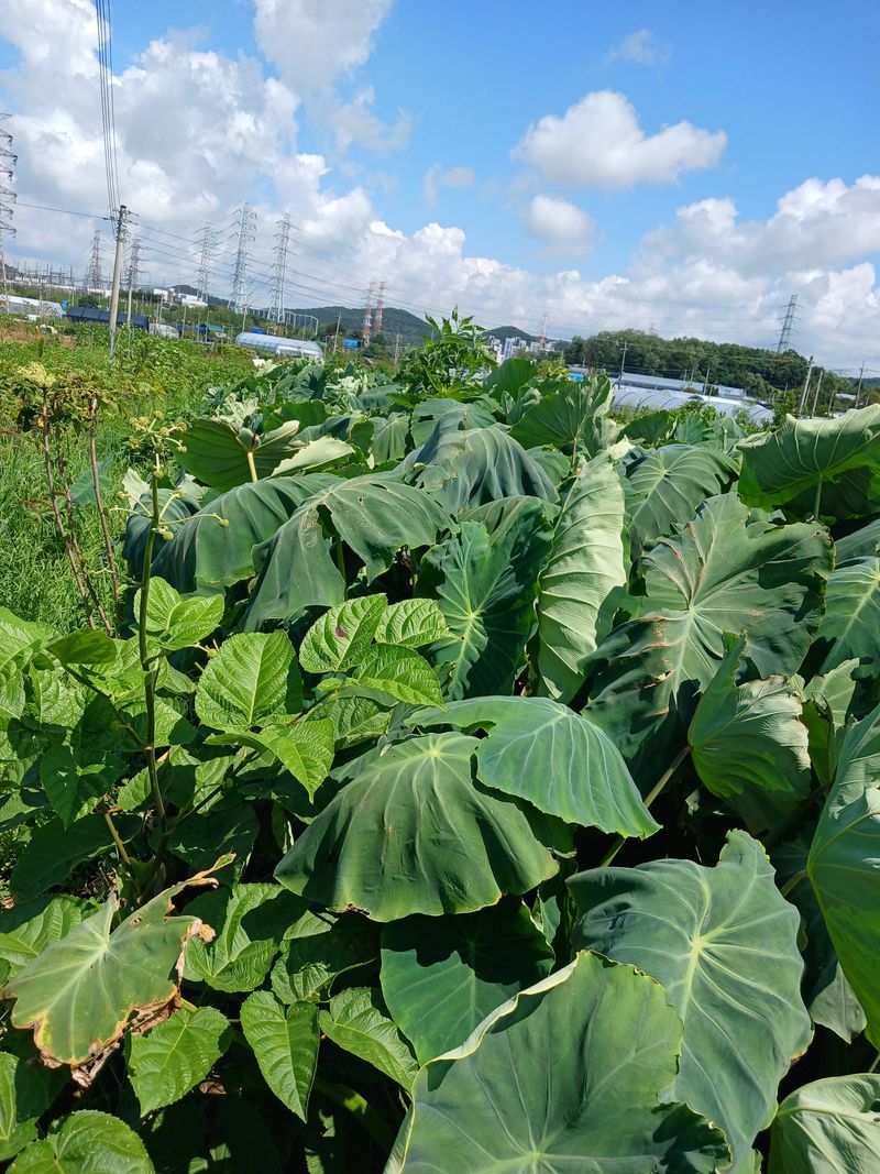 강성흔목사 님의 장터 판매 상품 [토란] 첨부 사진