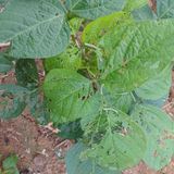 팜모닝 콩·병해충상담 게시글 이미지