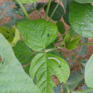 강토님의 콩 · 병해충상담 작성글 사진