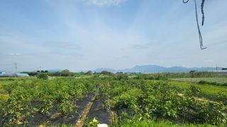 늘푸른 농장주님의 기타작물 · 영농일지 작성글 사진