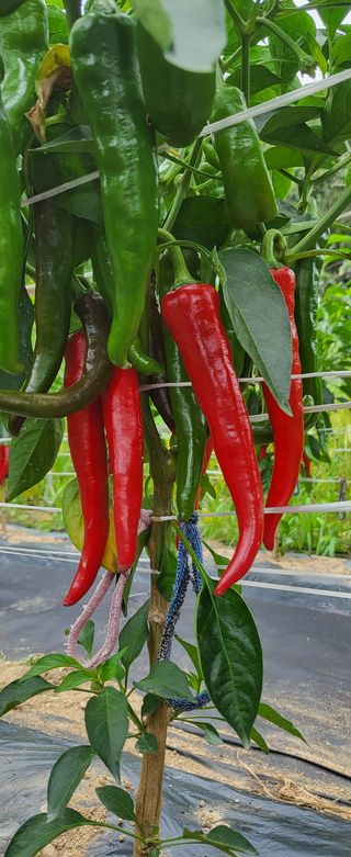 ydm5962꿈농님의 고추 · 수확 작성글 사진