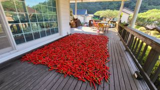 ydm5962꿈농님의 고추 · 수확 작성글 사진