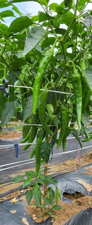 ydm5962꿈농님의 고추 · 수확 작성글 사진