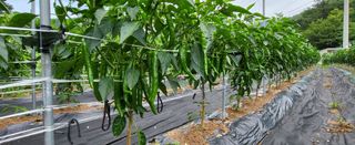 ydm5962꿈농님의 고추 · 수확 작성글 사진