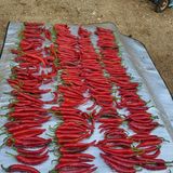 팜모닝 고추·수확 게시글 이미지