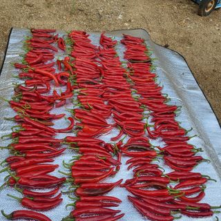 오정석님의 고추 · 수확 작성글 사진