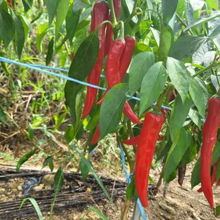 오정석님의 고추 · 수확 작성글 사진