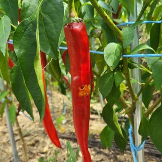 오정석님의 고추 · 수확 작성글 사진