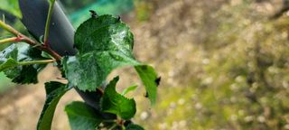 염인수님의 사과 · 병해충상담 작성글 사진