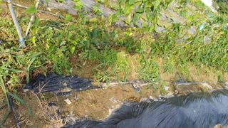 삼성농산님의 자유주제 · 자유게시판 작성글 사진