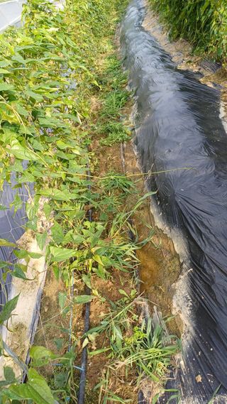 삼성농산님의 자유주제 · 자유게시판 작성글 사진