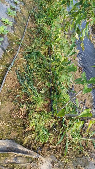 삼성농산님의 자유주제 · 자유게시판 작성글 사진