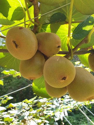 까치까치3161님의 장터이야기 · 자유게시판 작성글 사진