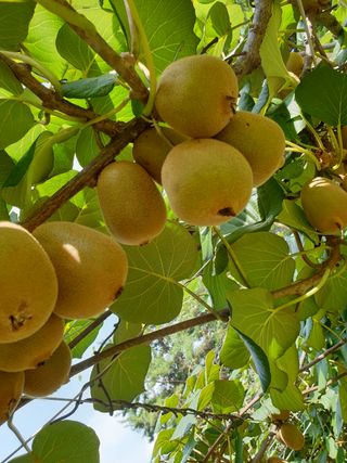 까치까치3161님의 장터이야기 · 자유게시판 작성글 사진