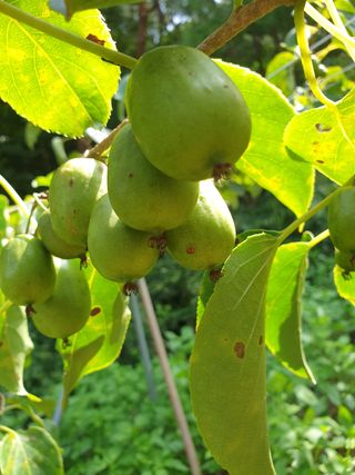 까치까치3161님의 장터이야기 · 자유게시판 작성글 사진