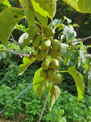 까치까치3161님의 장터이야기 · 자유게시판 작성글 사진