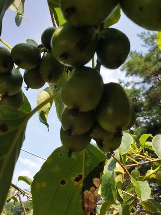까치까치3161님의 장터이야기 · 자유게시판 작성글 사진