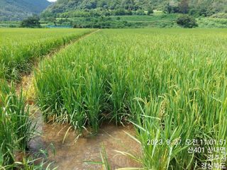 유병욱님의 벼 · 영농일지 작성글 사진