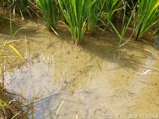 유병욱님의 벼 · 영농일지 작성글 사진