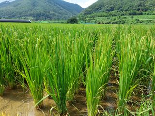 유병욱님의 벼 · 영농일지 작성글 사진