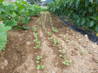 유병욱님의 벼 · 자유게시판 작성글 사진