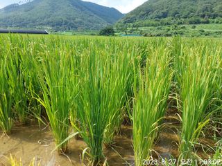 유병욱님의 벼 · 자유게시판 작성글 사진