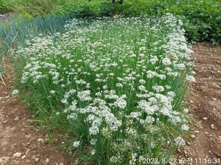 유병욱님의 벼 · 자유게시판 작성글 사진