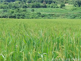 유병욱님의 벼 · 자유게시판 작성글 사진