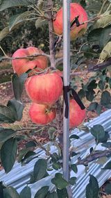 팜모닝 사과·수확 게시글 이미지