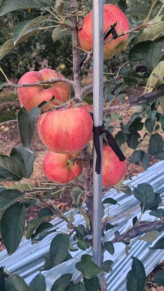 사과청일농원🍎님의 사과 · 수확 작성글 사진