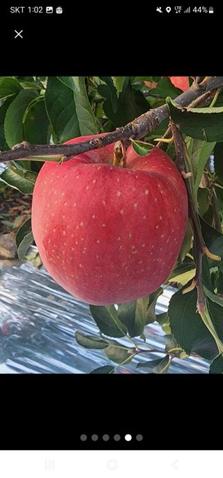 사과청일농원🍎님의 사과 · 수확 작성글 사진