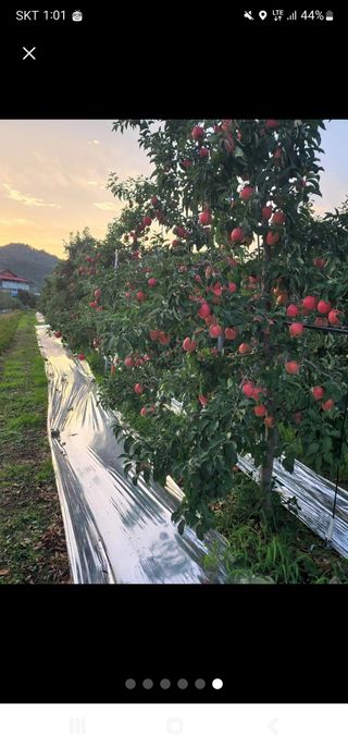 사과청일농원🍎님의 사과 · 수확 작성글 사진