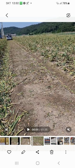 박민규님의 마늘 · 수확 작성글 사진