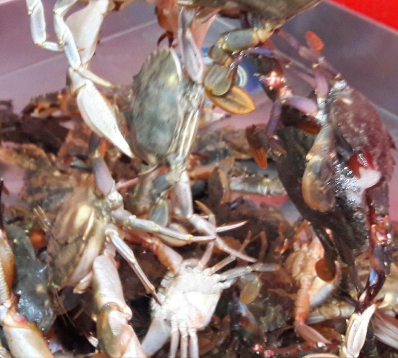 장금이1님의 장터 판매 상품 [고흥돌게장3.6kg  45.000] 첨부 사진