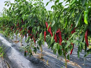 윤채열님의 작목반,동호회 등 나의 모임은? · 참여글 작성글 사진