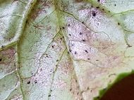 알 수 없음님의 기타작물 · 병해충상담 작성글 사진