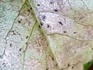 알 수 없음님의 기타작물 · 병해충상담 작성글 사진