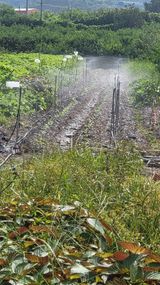 팜모닝 배추·파종•정식 게시글 이미지