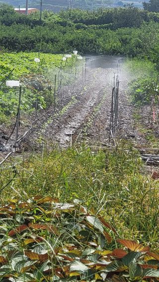 방촌대장님의 배추 · 파종•정식 작성글 사진