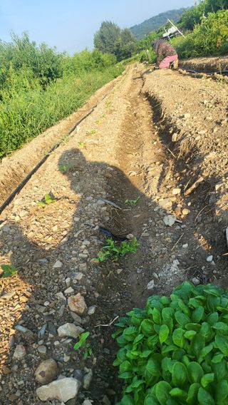 방촌대장님의 배추 · 파종•정식 작성글 사진