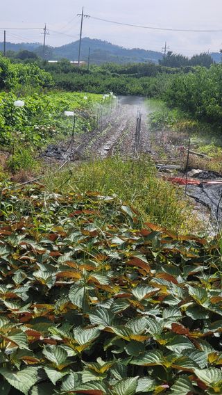 방촌대장님의 배추 · 파종•정식 작성글 사진
