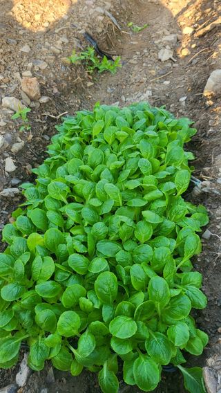 방촌대장님의 배추 · 파종•정식 작성글 사진