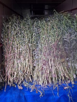 천년의사랑님의 작목반,동호회 등 나의 모임은? · 참여글 작성글 사진